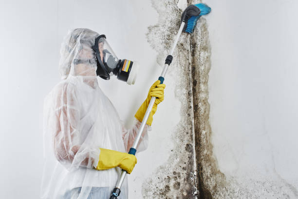 Environmental Consulting for Mold Prevention