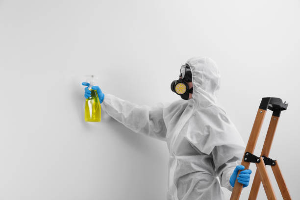 Why You Should Choose Our Mold Remediation Services in Fairbanks Ranch, CA